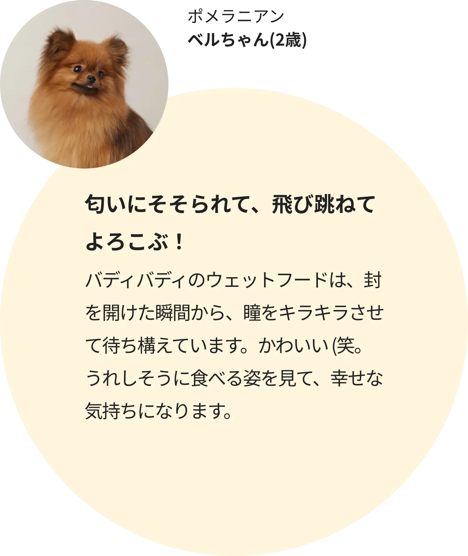 ポメラニアン ベルちゃん(2歳)