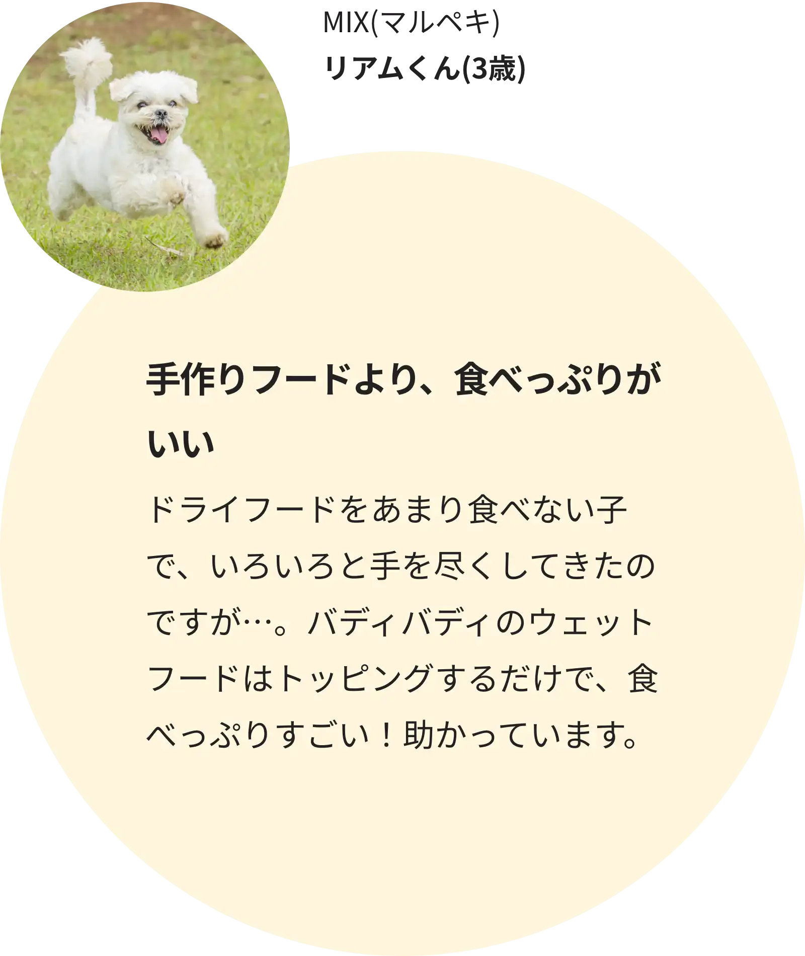 ペキニーズ リアムくん(3歳)