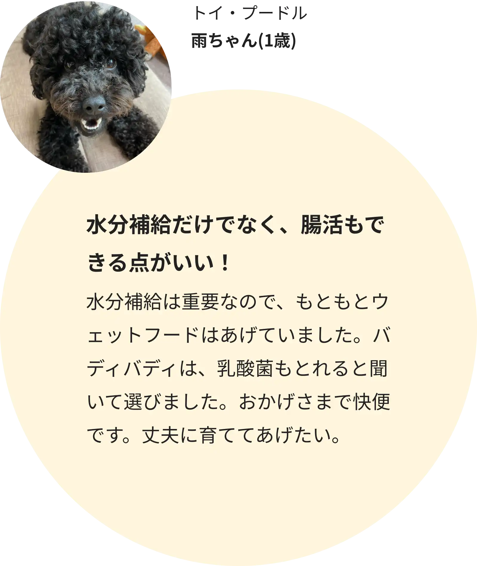 トイ・プードル 雨ちゃん(1歳)