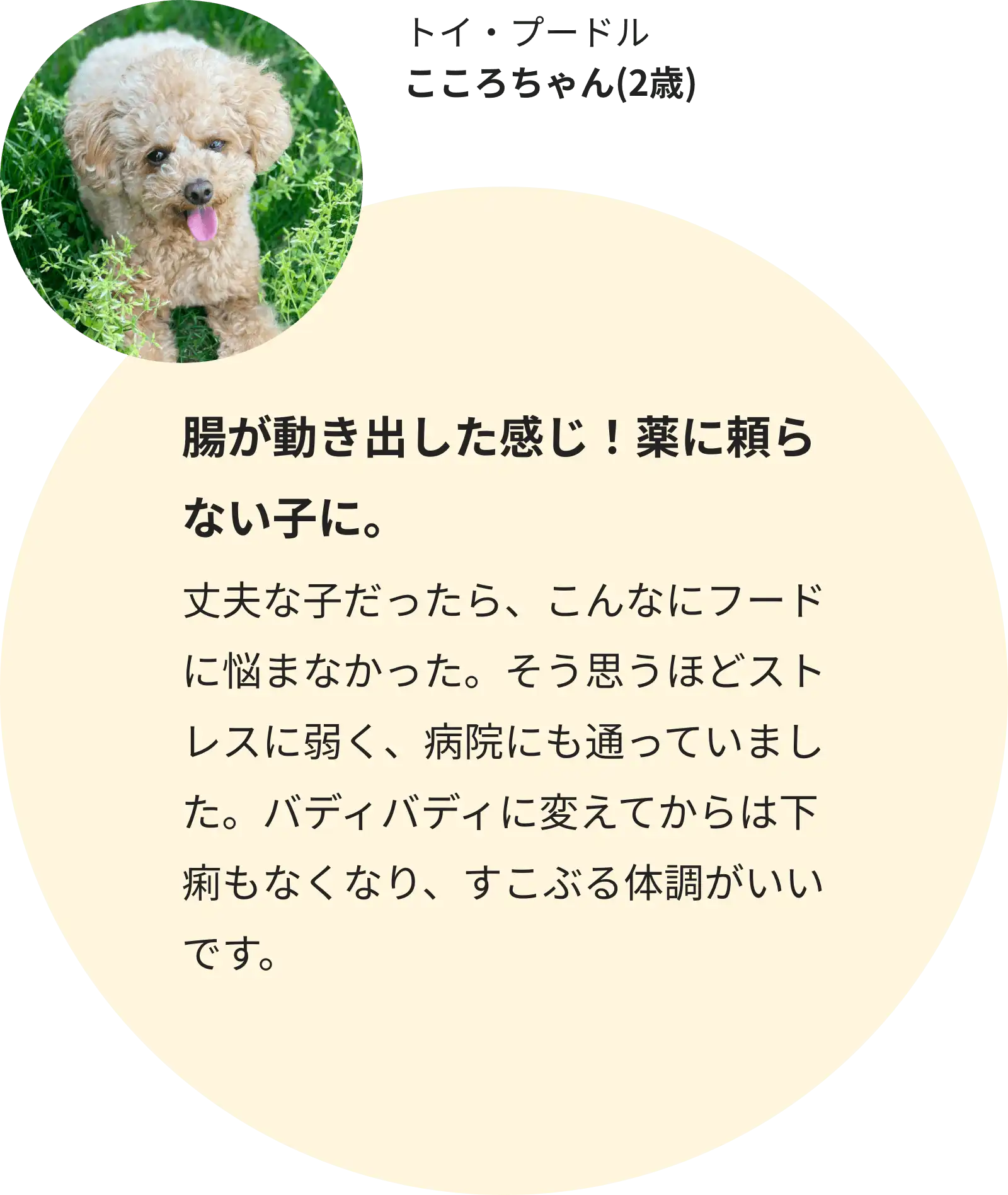 トイ・プードル こころちゃん(2歳)