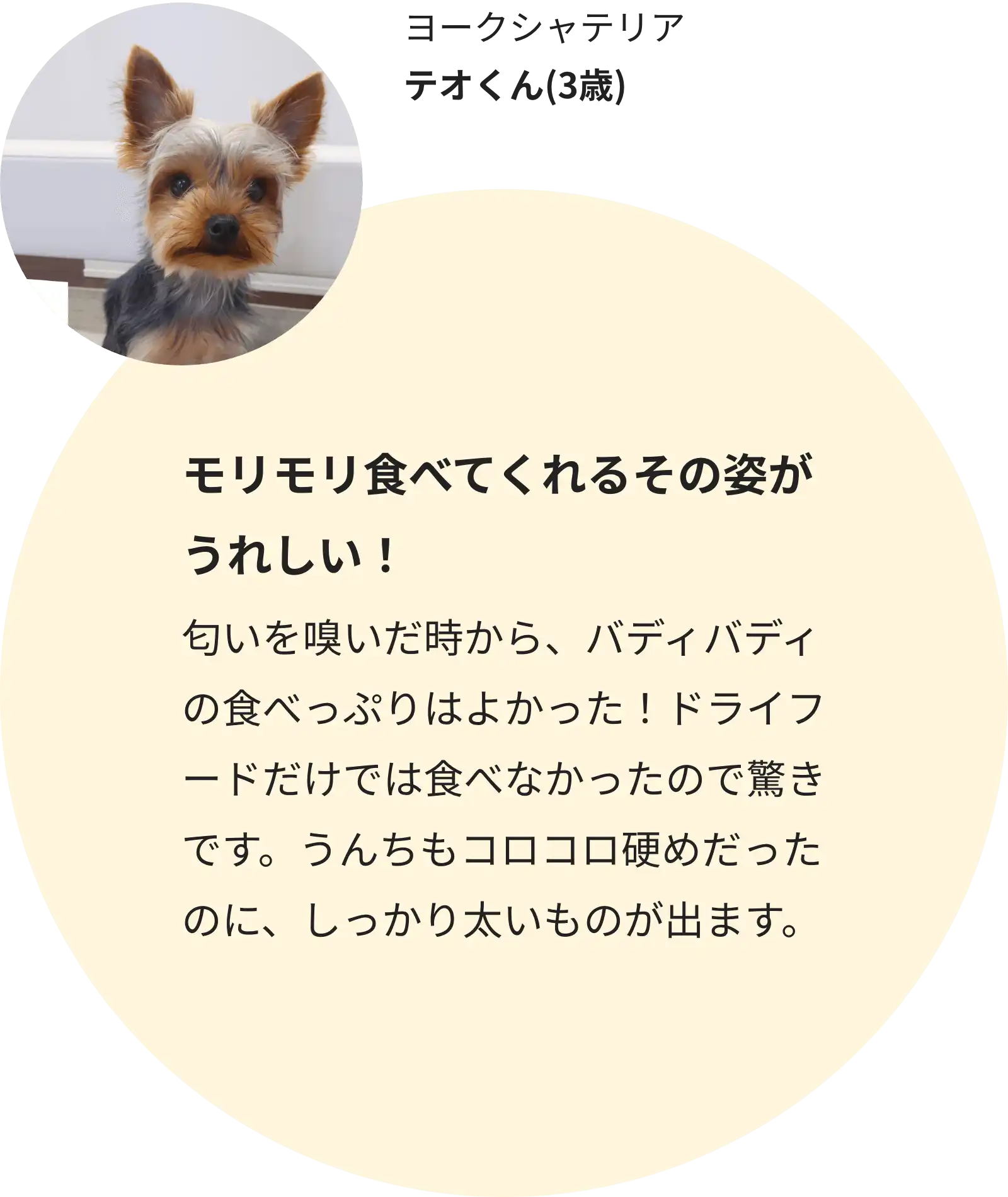 ヨークシャテリア テオくん(3歳)