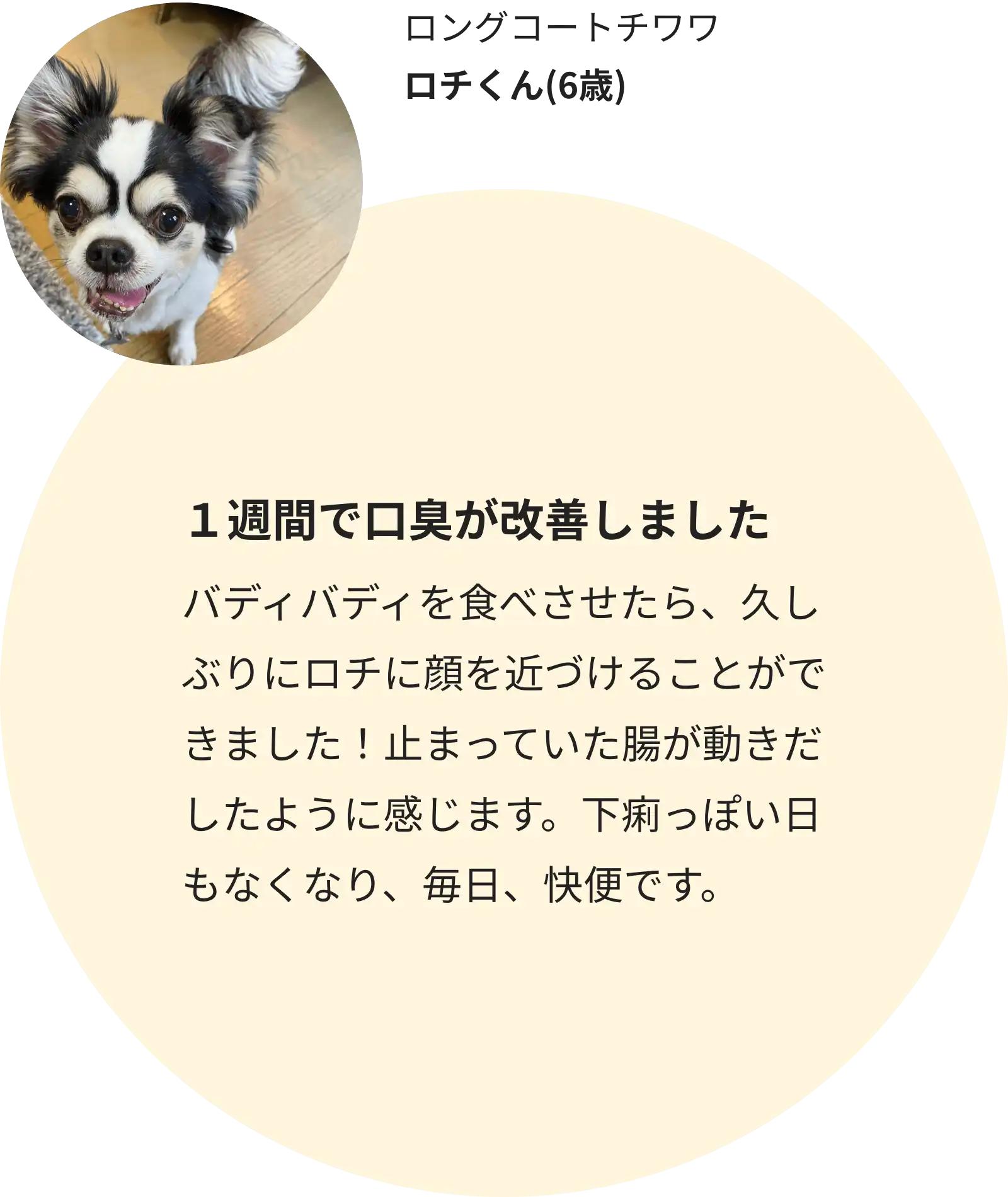ロングコートチワワ ロチくん(6歳)