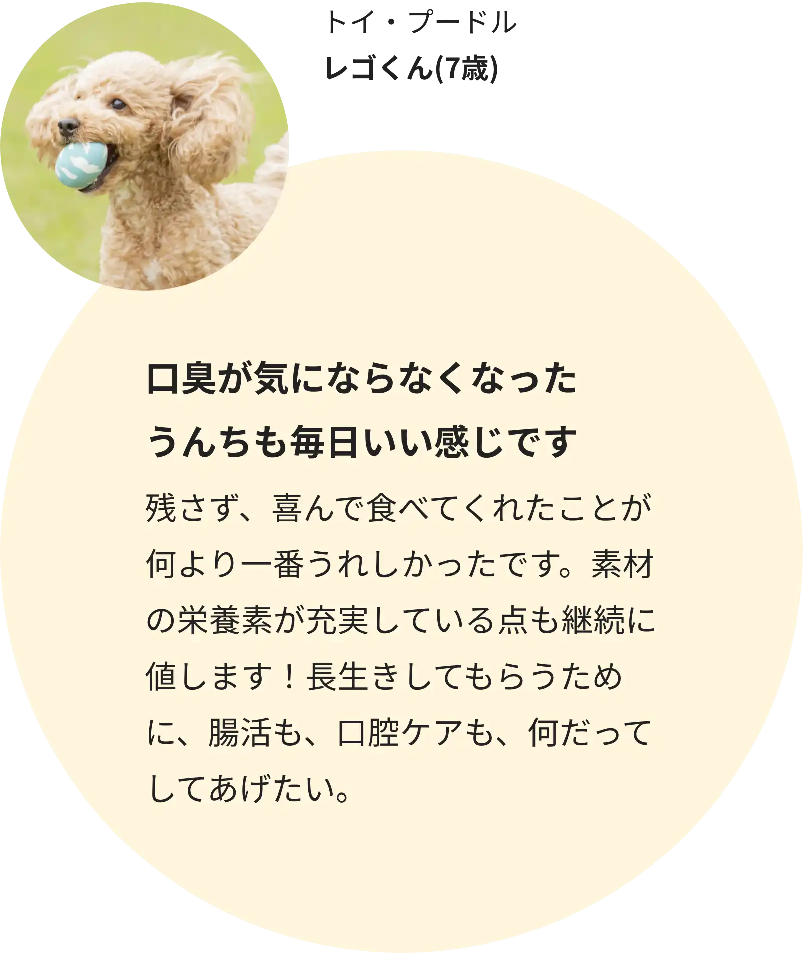 トイ・プードル レゴくん(7歳)