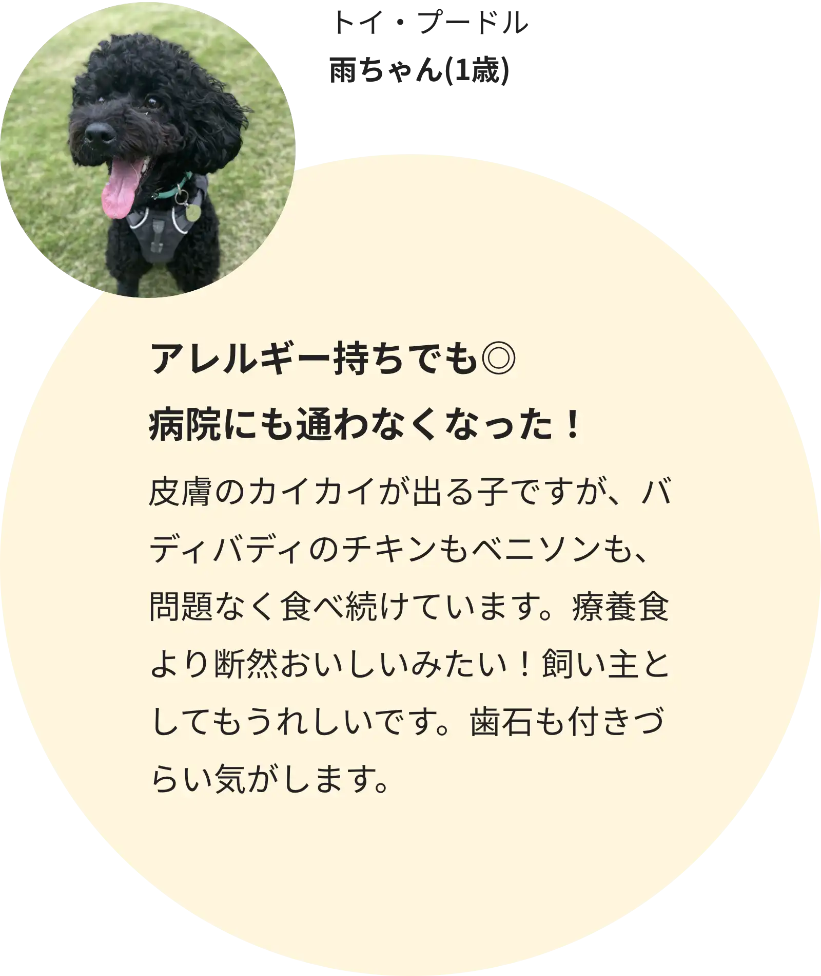 トイ・プードル 雨ちゃん(1歳)