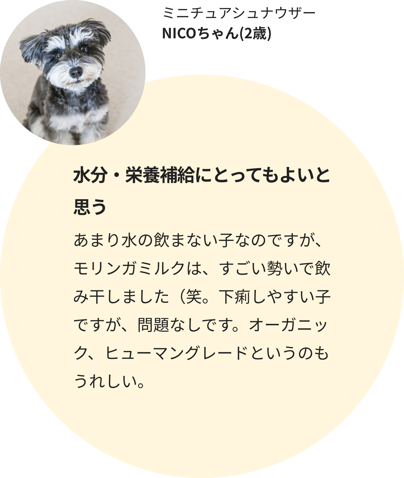 ミニチュアシュナウザー NICOちゃん(2歳)