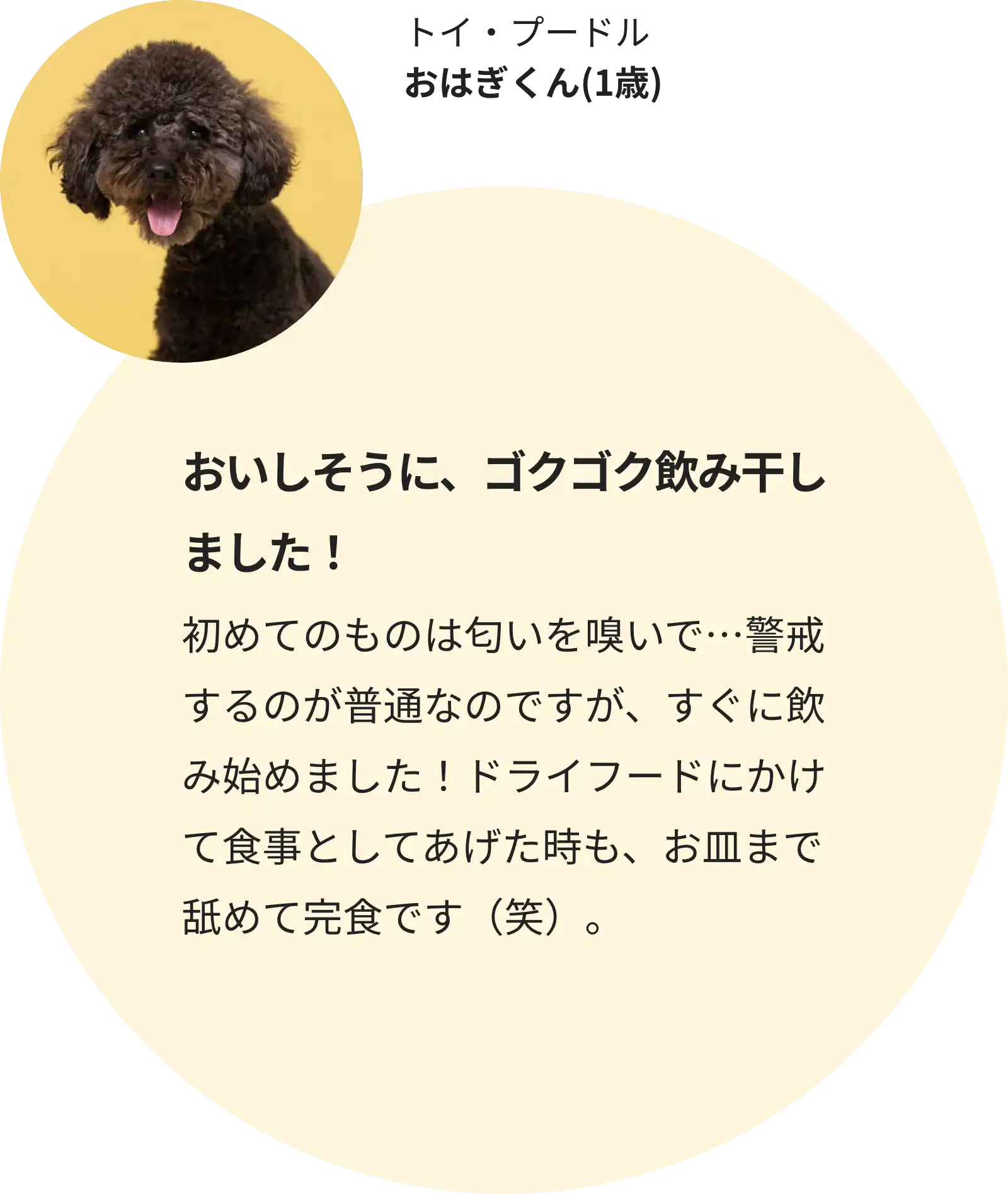トイ・プードル おはぎくん(2歳)
