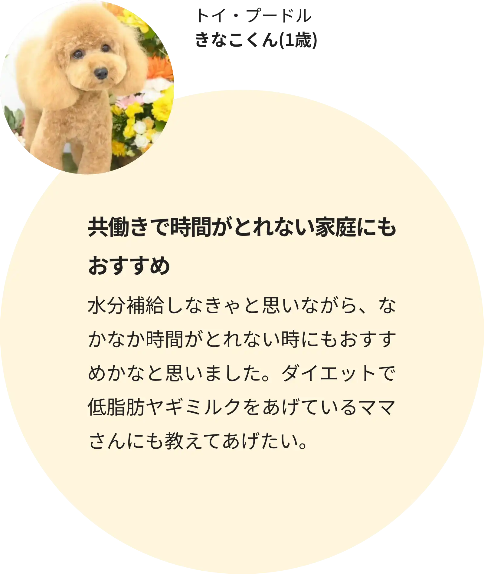 トイ・プードル きなこくん(1歳)