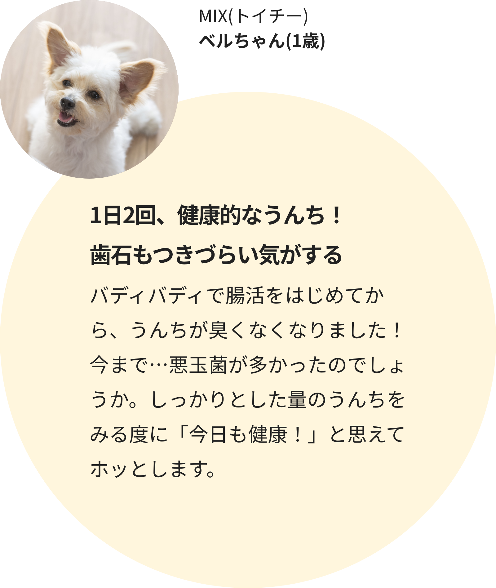 MIX(トイチー) ベルちゃん(1歳)
