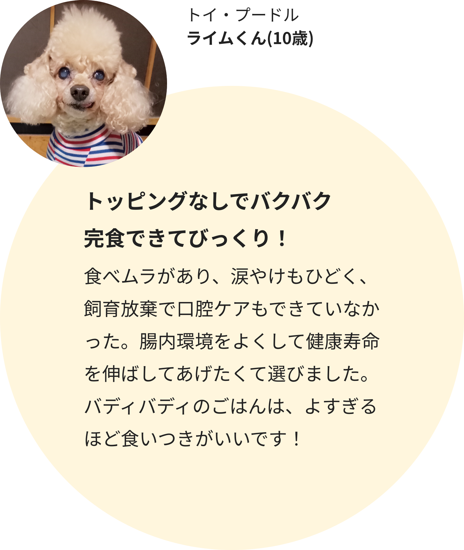 トイ・プードル ライムくん(10歳)