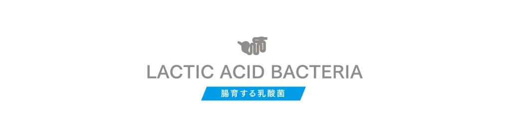 LACTIC ACID BACTERIA 腸育する乳酸菌