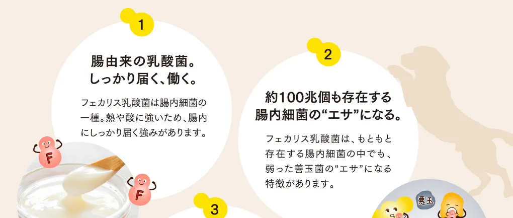 1 腸由来の乳酸菌。しっかり届く、働く。 2 約100兆個も存在する腸内細菌の“エサ”になる。