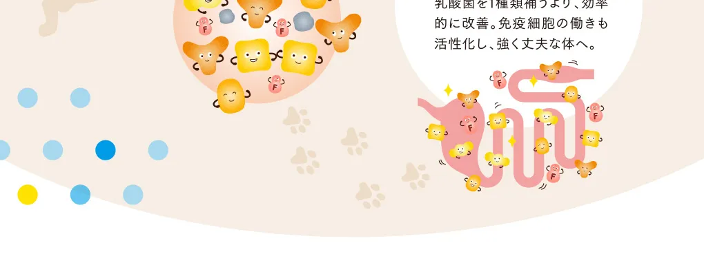 4 腸内環境が整う。免疫力が高まる。