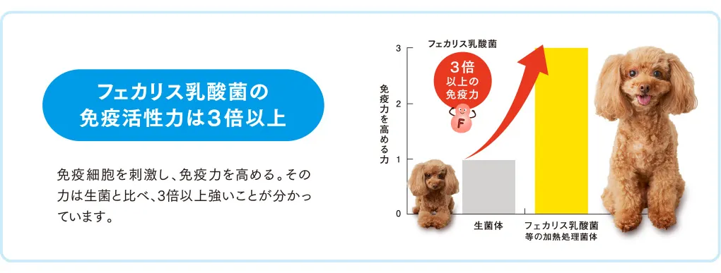フェカリス乳酸菌の免疫活性力は３倍以上