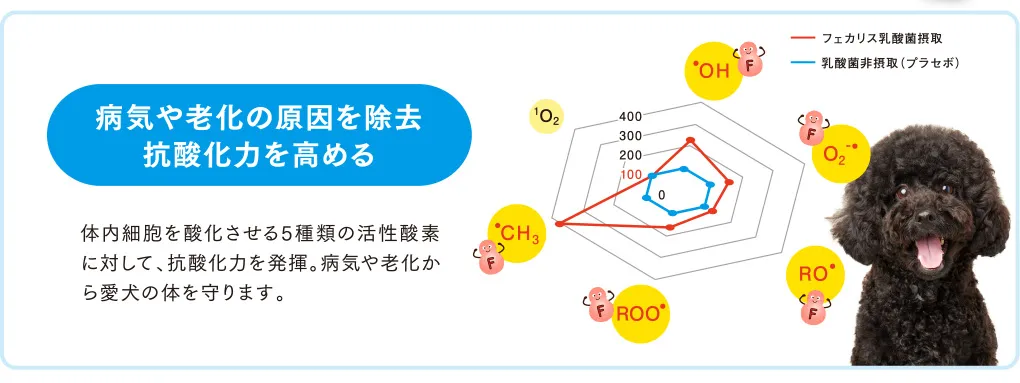 病気や老化の原因を除去抗酸化力を高める
