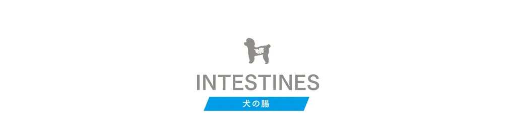 INTESTINES 犬の腸