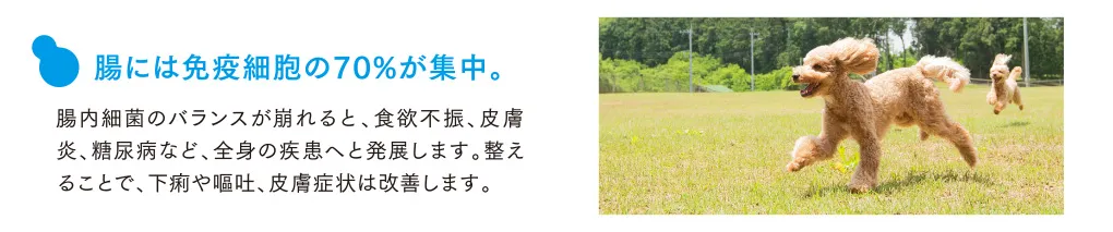 腸には免疫細胞の70%が集中。