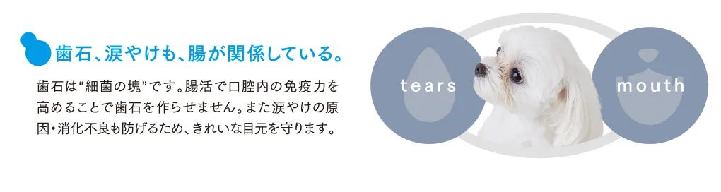 歯石、涙やけも、腸が関係している。