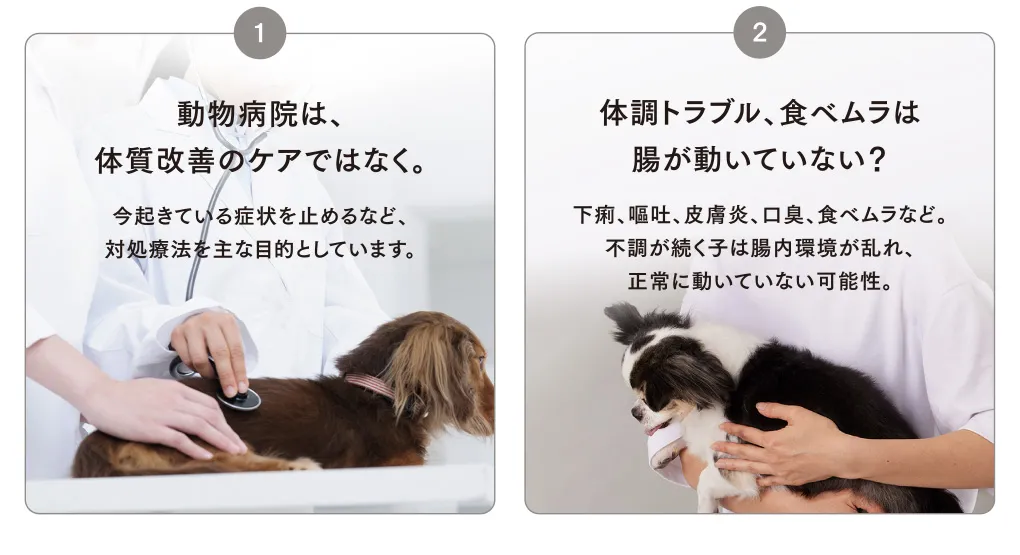 1 動物病院は、体質改善のケアではなく。2 体調トラブル、食べムラは腸が動いていない？