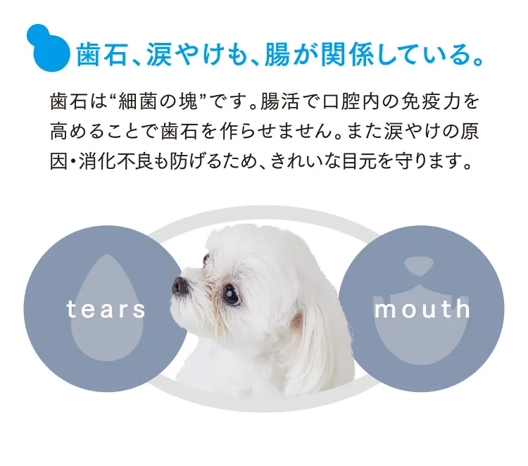 歯石、涙やけも、腸が関係している。