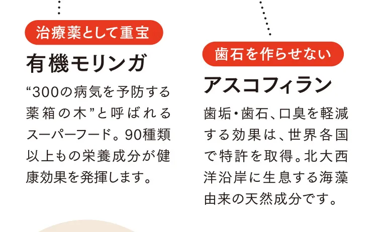 治療薬として重宝 有機モリンガ 歯石を作らせない アスコフィラン