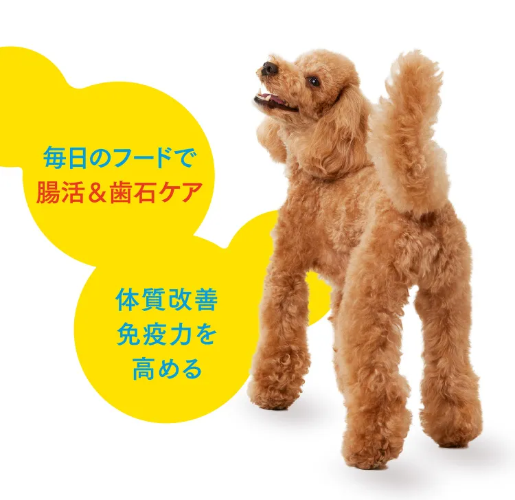毎日のフードで腸活＆歯石ケア 体質改善免疫力を高める