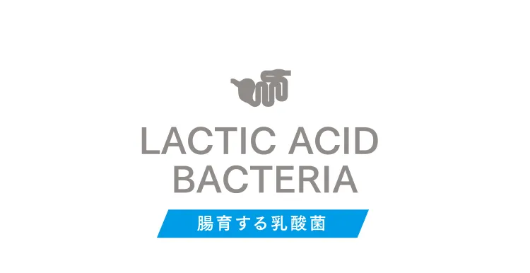 LACTIC ACID BACTERIA 腸育する乳酸菌