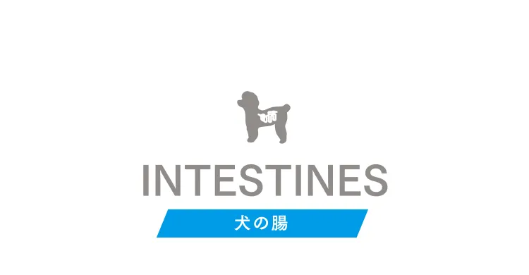 INTESTINES 犬の腸