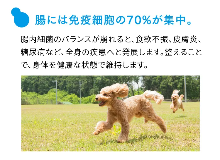 腸には免疫細胞の70%が集中。