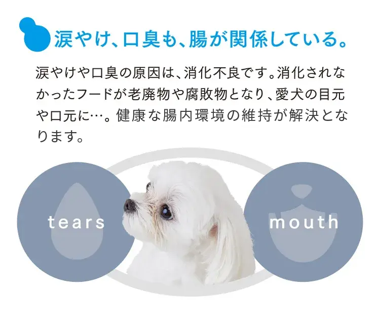 涙やけ、口臭も、腸が関係している。