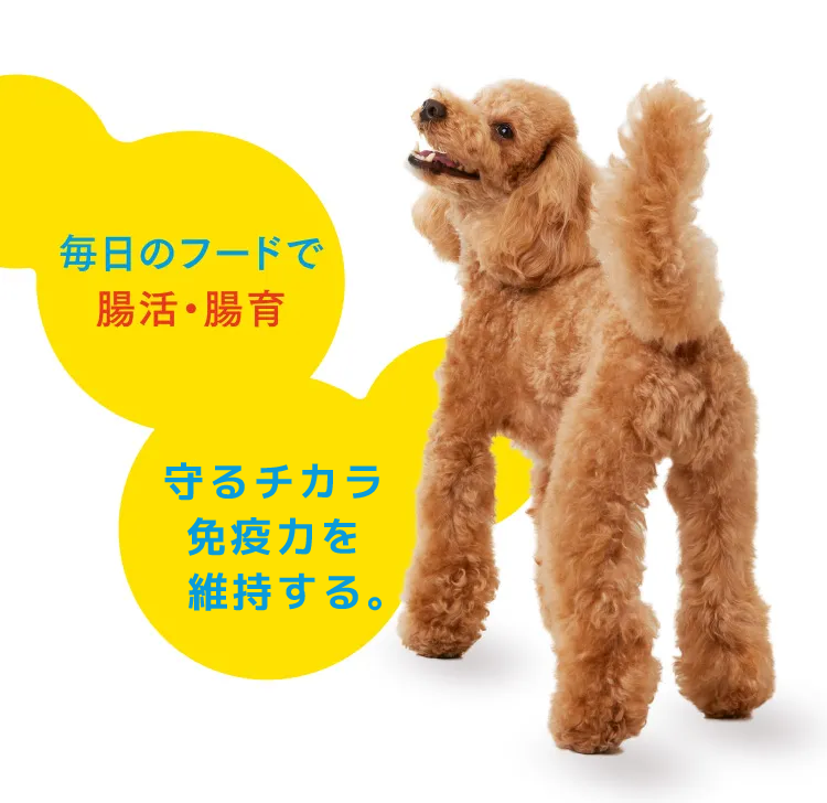 毎日のフードで腸活・腸育 体質を腸から見直す