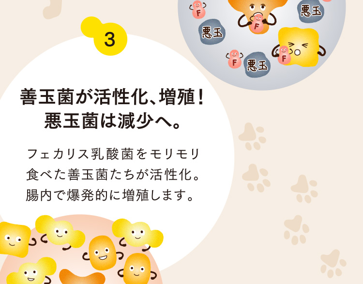 3 善玉菌が活性化、増殖！悪玉菌は減少へ。