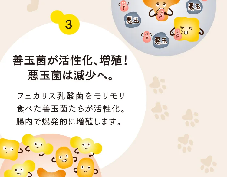 3 善玉菌が活性化、増殖！悪玉菌は減少へ。
