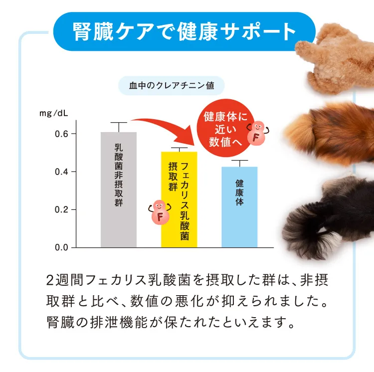 腎臓ケアで健康サポート