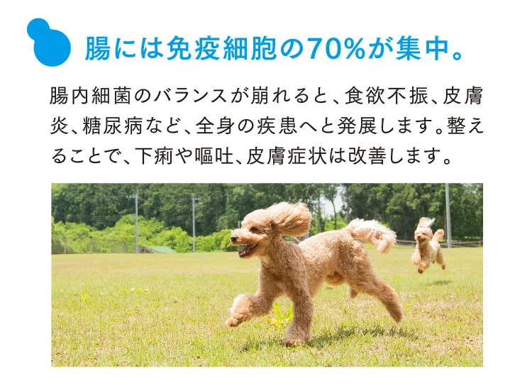 腸には免疫細胞の70%が集中。